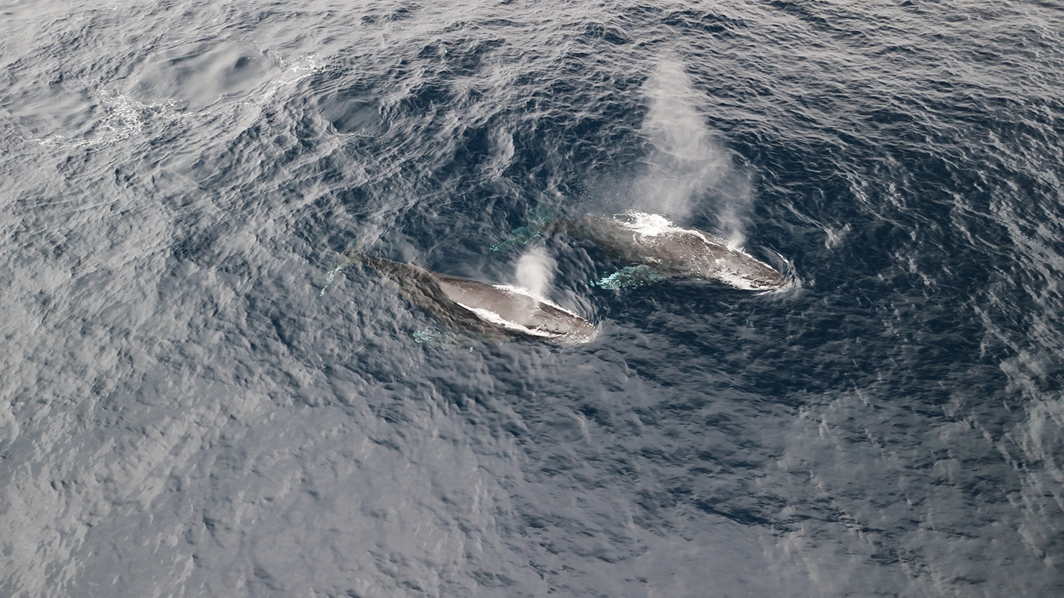 三宅島（日本）のクジラを探る | ZEISS