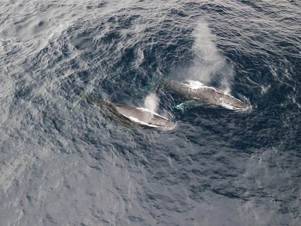 humpback_whales.jpg