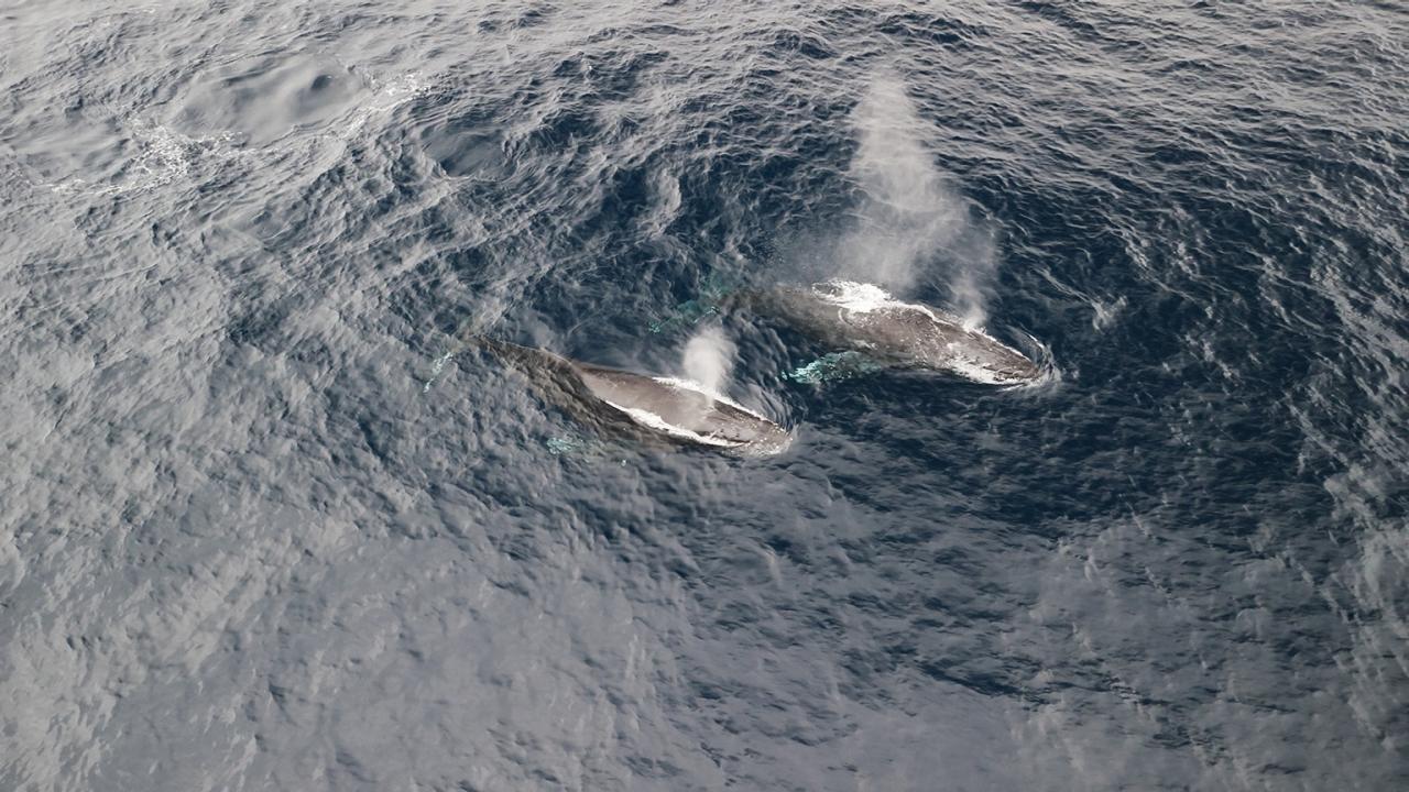 三宅島（日本）のクジラを探る | ZEISS