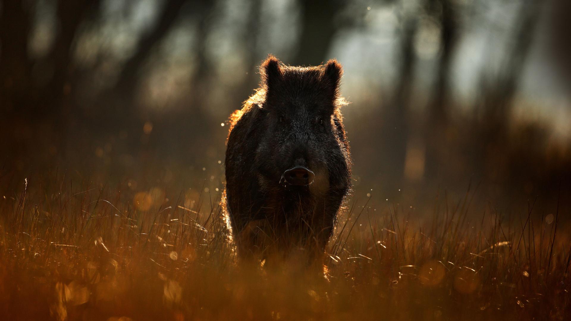 Silhouette of a wild bear in dim light, illustrating the ZEISS Conquest V6 riflescope’s 92% light transmission for clarity in low-light environments.