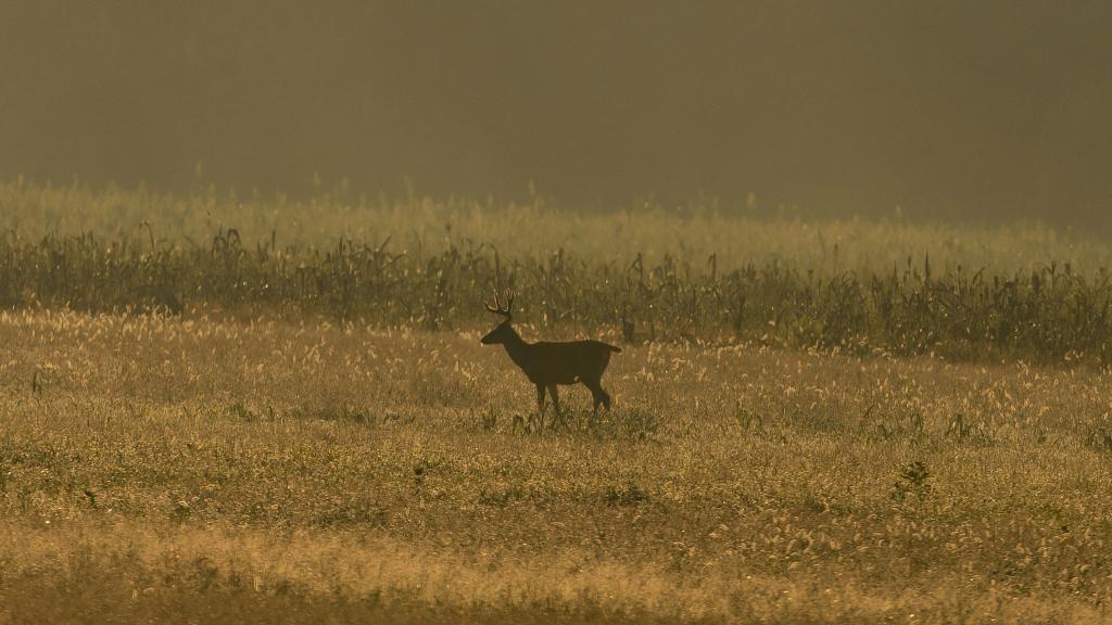 ZEISS Victory HT | あらゆる光量下での狩猟を成功に導く、比類なき明るさ