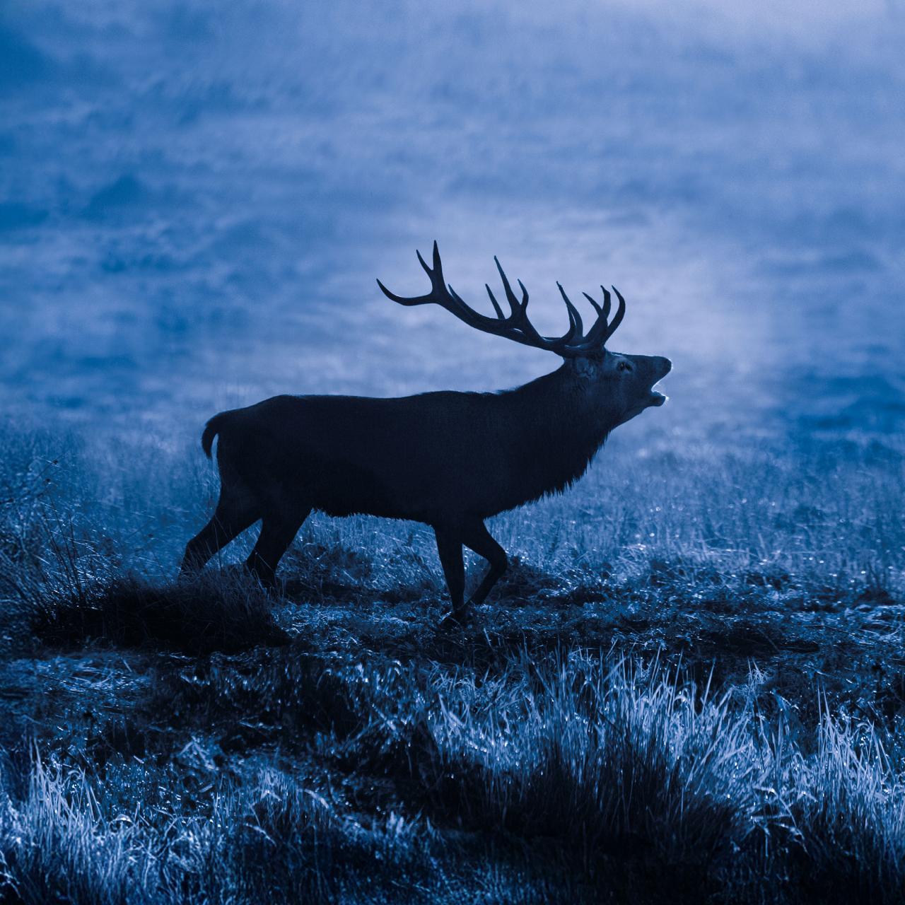 ZEISS Victory NV 5.6x62 | 暗闇に光を投げかけるハイテクスコープ