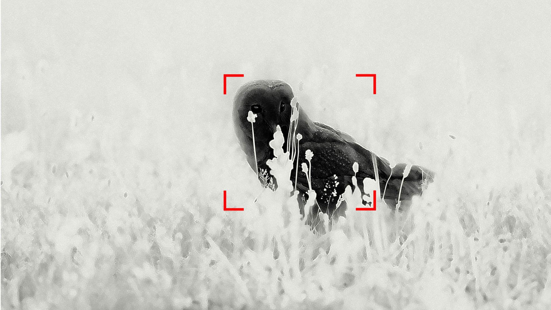 A owl is captured in tall grass with a red ZEISS focus frame centered on it. A high-contrast landscape captured in black and white.